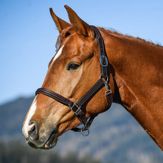 AMERIGO Vespucci Headcollar