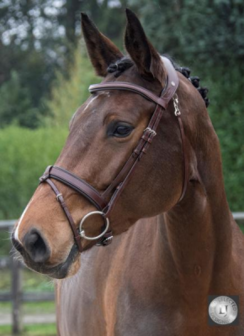 LJ Pro selected noseband legend