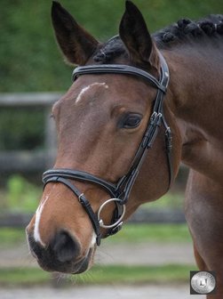 LJ Pro Selected Bridle Legacy