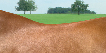 Amerigo Vega Special springzadel