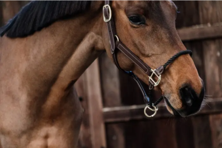 Kentucky leather rope halter