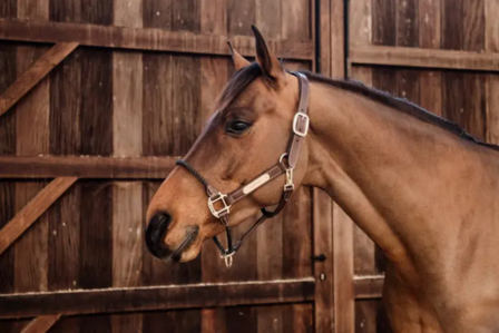 Kentucky leather rope halter