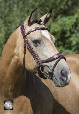 LJ Pro Selected noseband primus