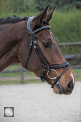 LJ Pro Selected noseband primus