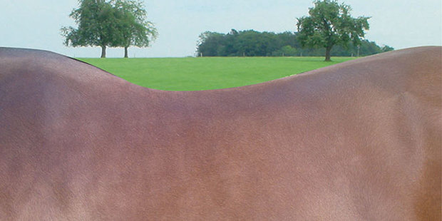 Amerigo HC Largo springzadel