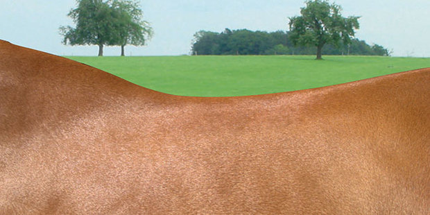 Amerigo Vega Special springzadel